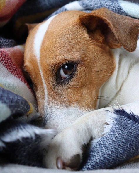 14 Reasons Jack Russells Are The Worst Indoor Dog Breed Of All Time - The Paws Chien Jack Russel, Jack Russell Terrier Puppies, Jack Russell Puppies, Jack Russell Dogs, Psy I Szczenięta, Jack Russells, Jack Russel, Indoor Dog, Bull Terrier Dog