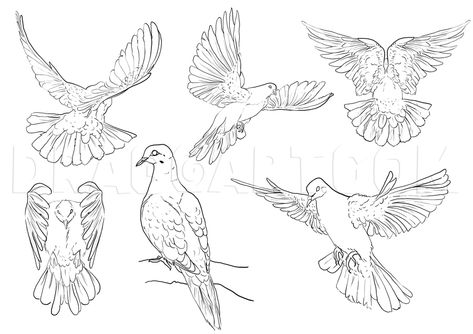 Pigeon Drawing, Pigeon Tattoo, Dove Drawing, Fly Drawing, Feather Drawing, Animal Illustration Art, The Pigeon, Object Drawing, Drawing Guide