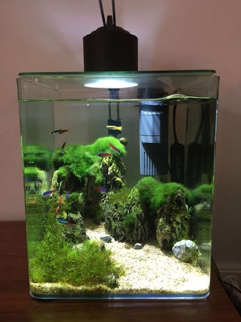 Betta Tanks, Tank Terrarium, Fish Tank Themes, Amazing Aquariums, Fish Tank Terrarium, Aquascape Design, Betta Aquarium, Fish Tank Design, Tropical Fish Aquarium