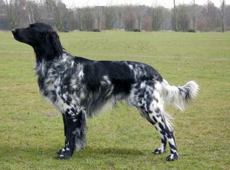 Munsterlander Dog, Large Munsterlander, German Longhaired Pointer, Unusual Dog Breeds, Dog Marketing, Rare Dogs, Rare Dog Breeds, Dog Breeds List, Pointer Puppies