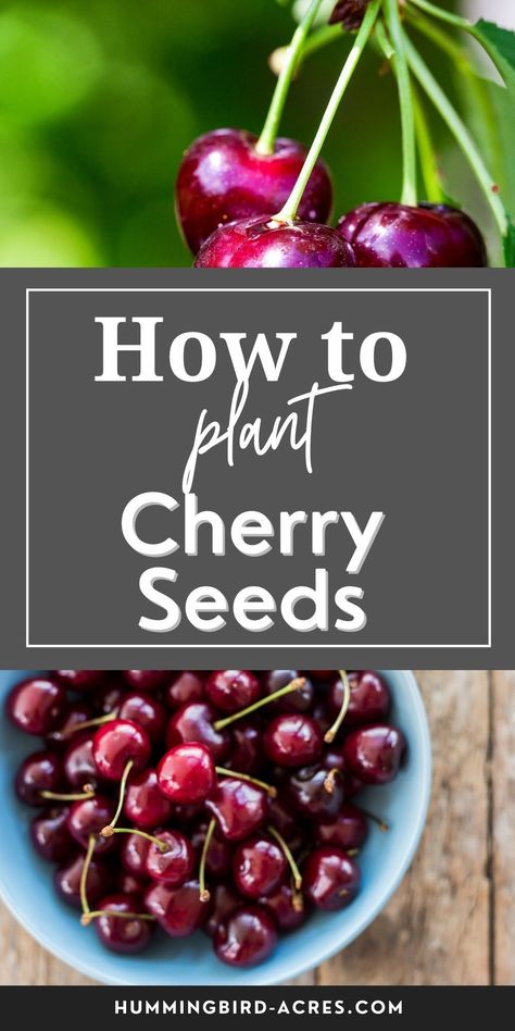 How To Trim A Cherry Tree, Can You Grow A Cherry Tree From A Cherry Pit, Growing Cherries From Pits, Plant Cherry Seeds, Growing Cherry Trees From Pits, Grow Cherry Tree From Pit, Cherry Seeds How To Grow, How To Grow Cherry Tree From Seed, How To Grow A Cherry Tree From A Pit