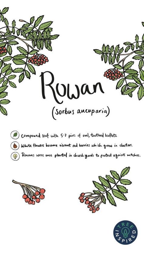 Rowan Baby Name, Briar Tattoo, Rowan Tree Tattoo, Rowan Plant, Rowan Tattoo, Astro Journal, Rowan Name, Mystical Plants, Journal Poetry