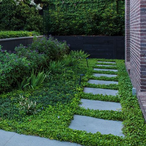 Dichondra repens - Ian Barker Gardens Ground Cover Around Pool, Terraced Patio Ideas, Dichondra Repens, Native Ground Cover, Plant Uses, Garden Shed Diy, Australian Garden Design, Bluestone Pavers, Ground Covers