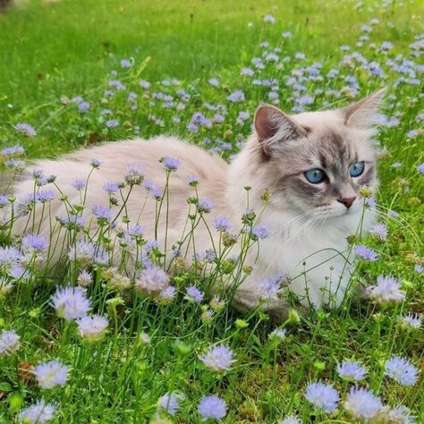 CattyCorner: Cat Holidays Humans Would Do Well To Remember Aesthetic Cat Widget, Cats In Flowers, Cat Widget, Cats With Flowers, Cat In Flowers, Cottagecore Cat, Cats And Flowers, Cats Flowers, Cat With Flowers