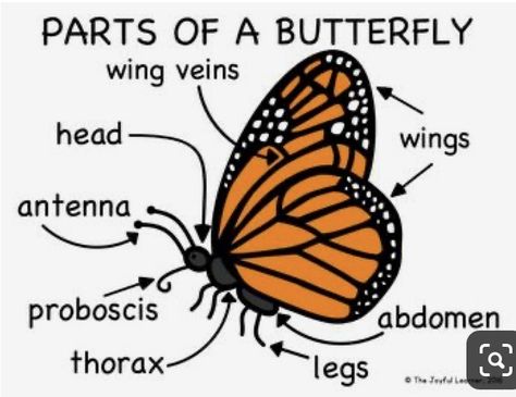 Butterfly Diagram, Butterfly Body Parts, Parts Of A Butterfly, Butterfly People, Color Diagram, Butterfly Lessons, Science Life Cycles, Hungry Caterpillar Craft, Butterfly Facts