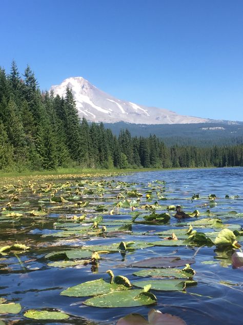 Trillium Lake Oregon, Oregon Countryside, Arden Core, Oregon Aesthetic, Trillium Lake, Oregon Waterfalls, Fav Place, Evergreen Forest, San Juan Islands