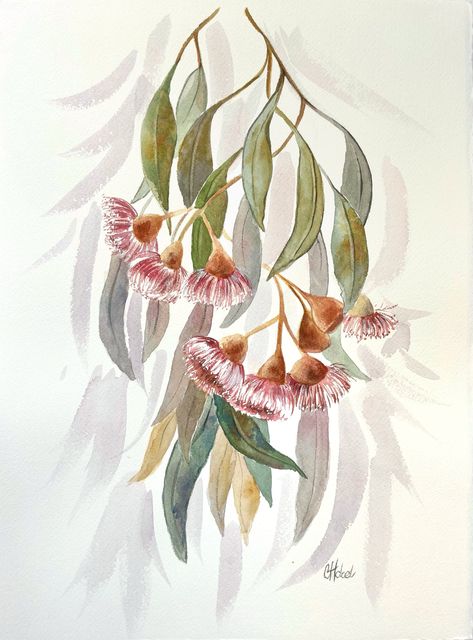 " Gum Blossoms and Leaves Original Australian Native Flowers Watercolour Painting " by Chris Hobel. Paintings for Sale. Bluethumb - Online Art Gallery Australian Watercolour, Watercolour Nature, Plant Drawings, Gum Leaves, Australian Wildflowers, Australian Natives, Australian Flowers, Australian Native Flowers, Native Flowers