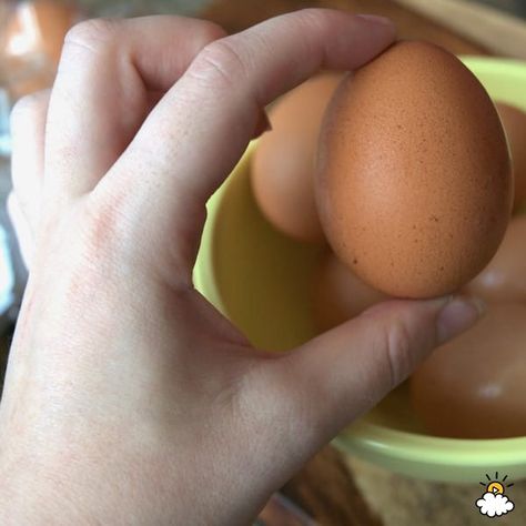 How To Tell If Eggs Are Bad: 5 Easy Ways To Check – 12 Tomatoes Clean Plates, Whole Eggs, Egg Carton, Fresh Eggs, Hard Boiled Eggs, Boiled Eggs, Reading Light, To Tell, Cooking Tips