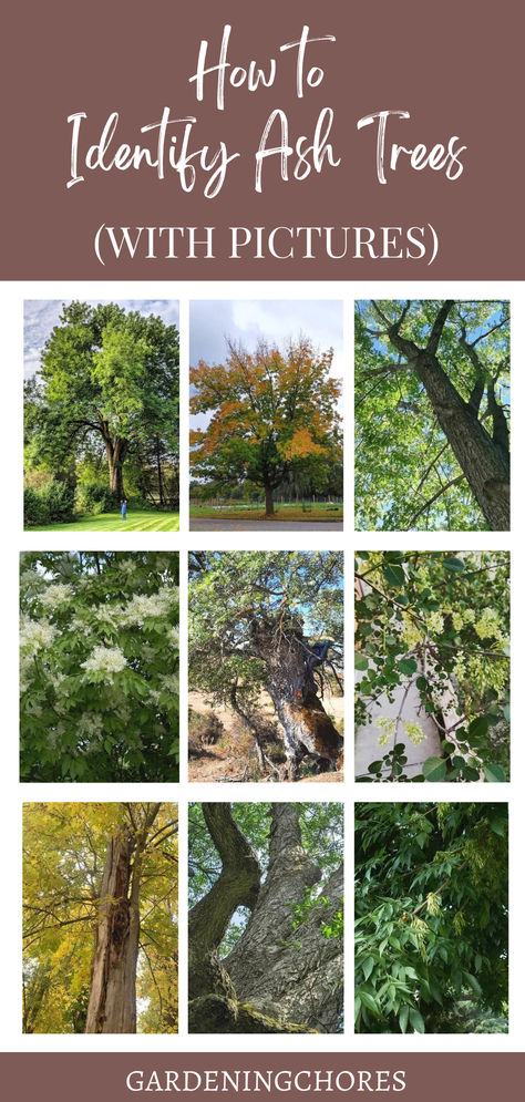 12 Types of Ash Trees That are Great for Home Landscapes Ash Tree Leaves, Plant Advice, Wild Foraging, Olive Plant, Growing Trees, Vegetable Harvest, Elm Tree, Ash Tree, Garden Maintenance