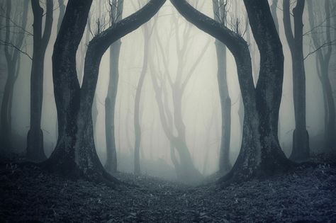 Scary Halloween Music, Ghost Theme Party, Creepy Music, Halloween Decorations Party Scary, Scary Photography, Scary Music, Scary Backgrounds, Creepy Backgrounds, Forest Backdrops