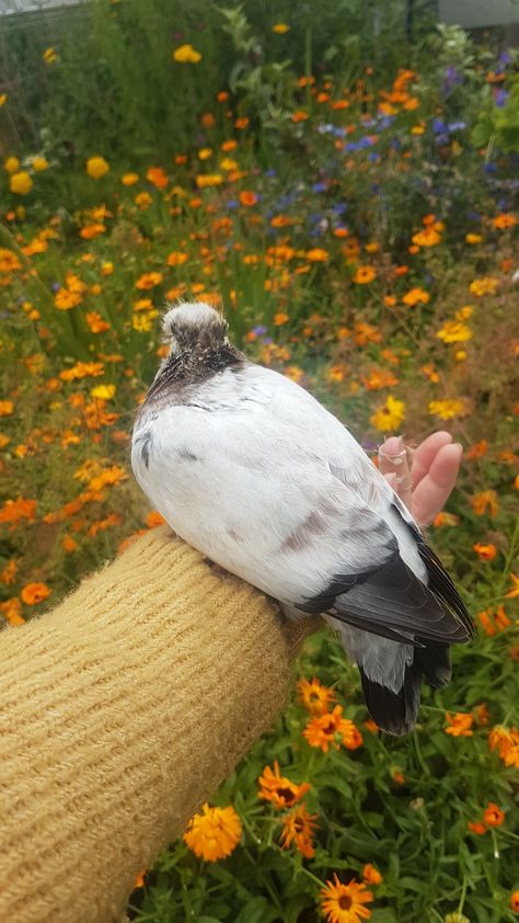 Pigeon Pet 2; siblings to Pigeon Pet 1 Pigeon Enclosure, Pigeon Aviary, Pigeon Aesthetic, Tattoo Pigeon, Pigeon Pet, Pigeon Photography, Farrow And Ball Pigeon, Pigeon White, Pigeon Drawing