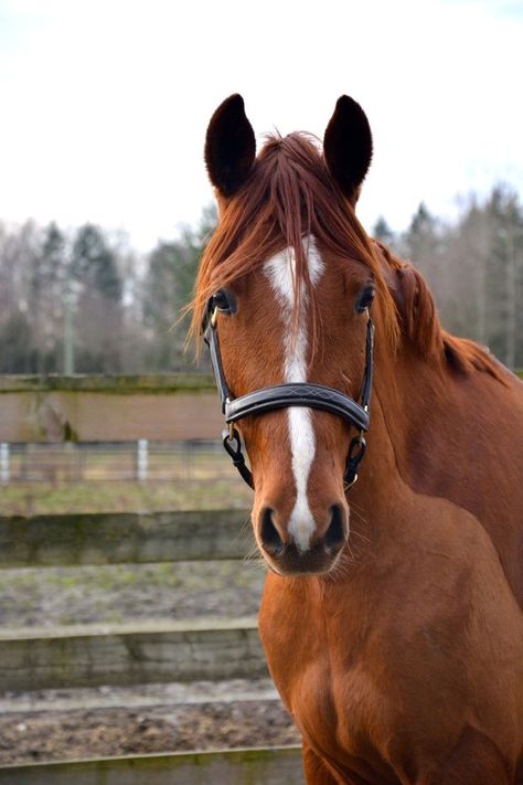 Horse Inspiration, Horse Wallpaper, Horse World, Chestnut Horse, Horses And Dogs, All The Pretty Horses, Horse Crazy, Horse Equestrian, Equestrian Life