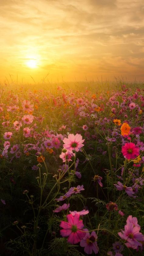 Sunrise wallpaper by sassenach90 - a5 - Free on ZEDGE™ December Wallpaper Iphone, Cosmos Plant, December Wallpaper, Sunrise Wallpaper, Nature Photography Flowers, Cosmos Flowers, Free Phone Wallpaper, Morning Sunrise, Beautiful Nature Wallpaper