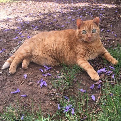 Potato The Cat, Potato Cat, Goofy Cats, Cat Activity, Cat Reference, Orange Cats, Have A Wonderful Day, Small Cat, Cute Animal Photos