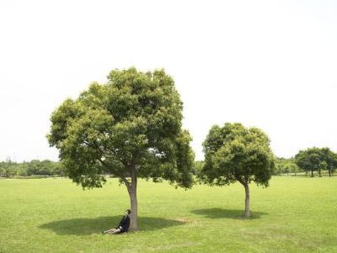 Trees add beauty to the backyard landscape, provide shade, improve the air and water and supply habitat for birds and other wildlife. From a practical viewpoint, where trees are placed depends primarily on their purpose. There are also a few tips to keep in mind with regards to making sure that no part of the tree ... Tree Placement, Red Maple Tree, Eastern Redbud, Backyard Sanctuary, Backyard Trees, Ginkgo Tree, Backyard Landscape, Mulberry Tree, Shade Trees