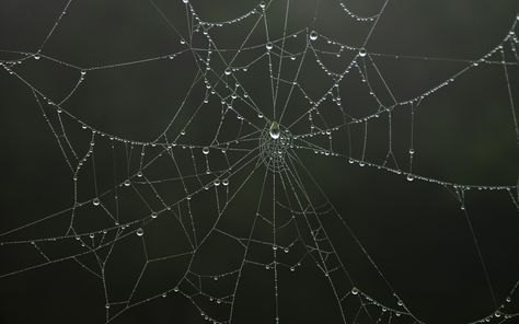 Wet Spider Web Tattoo, Spider Web Dew Drops, Dew On Spider Web, Dewy Spiderweb, Wet Spider Web, Mythical Drawings, Clay Sgraffito, Uicideboy Wallpaper, Spider Net