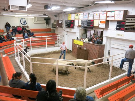 Livestock Auction, Country Trucks, Modern Lodge, Rodeo Cowboys, Sheep Breeds, Fort Collins Colorado, Transitional Modern, Fort Collins, But First