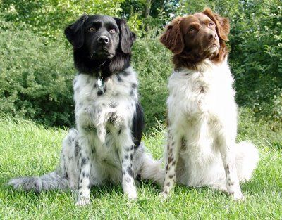 Stabyhoun Rare Dogs, Rare Dog Breeds, Love My Dog, Training Your Puppy, Puppy Care, Beautiful Dogs, Dog Breed, Mans Best Friend, I Love Dogs