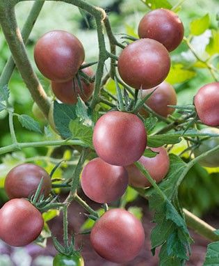 chocolate cherry tomatoes Garden Binder, Planting Tomatoes, Cherry Tomato Plant, Acid Loving Plants, Blue Berries, Tomato Plant, Gothic Garden, Heirloom Tomato, Fruit Storage