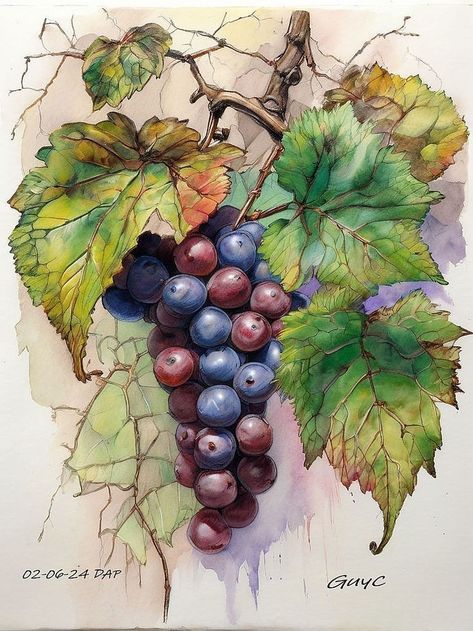 Grapes Painting, Grape Painting, Fruit Art Drawings, Fruits Drawing, Flower Painting Canvas, Watercolor Fruit, Cottage Art, Wine Art, Watercolor Flower Art