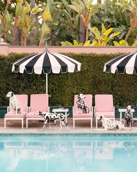 We saved you a spot 🐾 Pictured: Spotted at The Beverly Hills Hotel #dalmatian #graymalin #spotted #springbreak #california#beverlyhillshotel #fineart The Beverly Hills Hotel, Gray Malin, Beverly Hills Hotel, W Hotel, Framing Photography, Fine Art Photography Print, Hotel Decor, Photography Prints Art, Pool Days