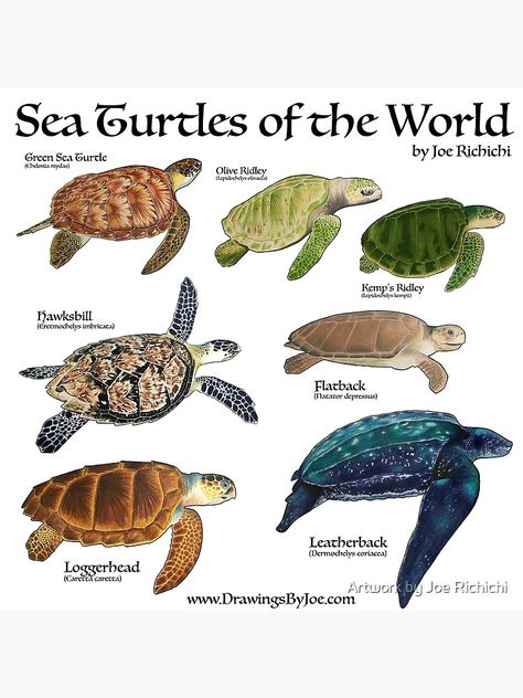 Sea Turtle Pictures, World Poster, Sea Turtle Art, Diy Tank, Drømme Liv, Turtle Love, Beautiful Sea Creatures, Turtle Art, Marine Biology