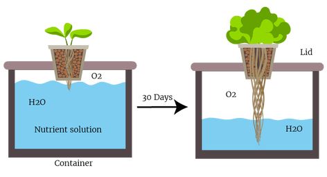 The Kratky Method - Grow Food The Passive Hydroponic Way (Step by Step Guide) | Trees.com Kratky Hydroponics Diy, Hydro Garden, Kratky Hydroponics, Kratky Method, Indoor Hydroponic Gardening, Aquaponics Diy, Panic Rooms, Hydroponic Farming, Hydroponics Diy