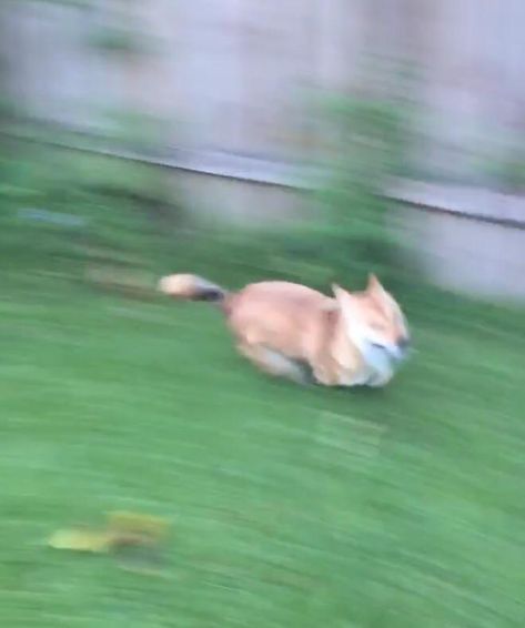 blurry picture of dog Dogs With Zoomies, Winter Animation, Dog Zoomies, Picture Of Dog, Dog Website, Running Memes, Blurry Pictures, Pet Memes, Lazy Dog