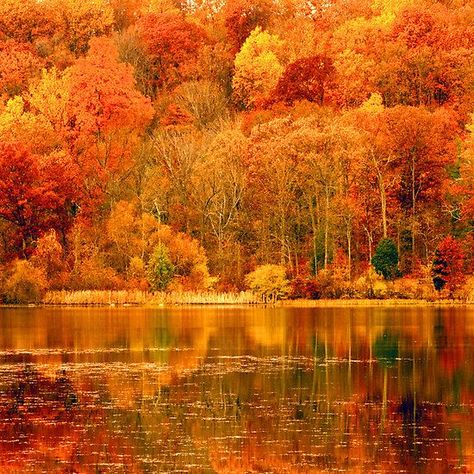 Autumn Scenes, Autumn Scenery, Wallpaper Vintage, Autumn Beauty, Fall Pictures, Fall Photos, Fall Foliage, Belle Photo, Nature Beauty