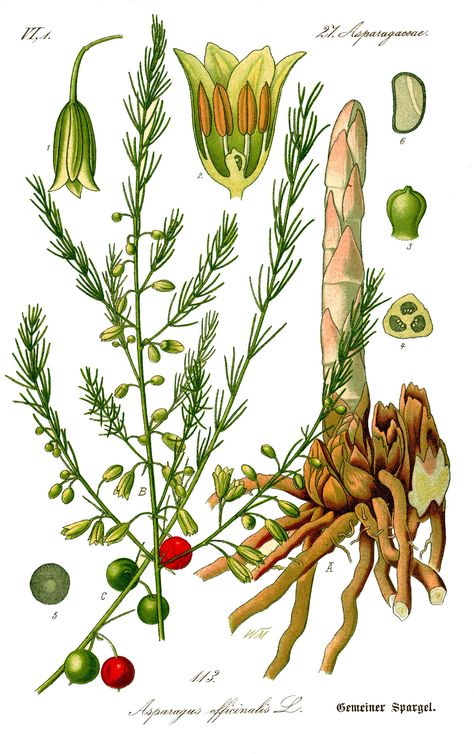 Asparagus-Botanical Illustration Growing Asparagus, Asparagus Plant, Perennial Vegetables, Antique Botanical Print, Illustration Botanique, Botanical Illustration Vintage, Wild Edibles, Agaves, Wild Food