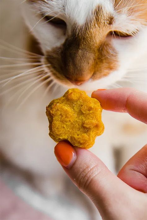 These homemade cat treats are the perfect treat for your kitty! They're made with salmon, pumpkin, oats, egg, and avocado oil. If you follow me on Instagram, you'll know how obsessed I am with my cat. His name is Stinky and he was a feral cat who my mom found during a snowstorm and we nursed back to health and simultaneously fell in love with. My husband jokingly called him Stinky because he hated cat litter and wasn't as keen on keeping him... and of course, it stuck. Now, have you ever read th Homemade Cat Treats, Homemade Cat Treats Recipes, Diy Cat Treats, Homemade Cat Food, Hate Cats, Homemade Cat, Cat Treat Recipes, Healthy Cat Treats, Feral Cats