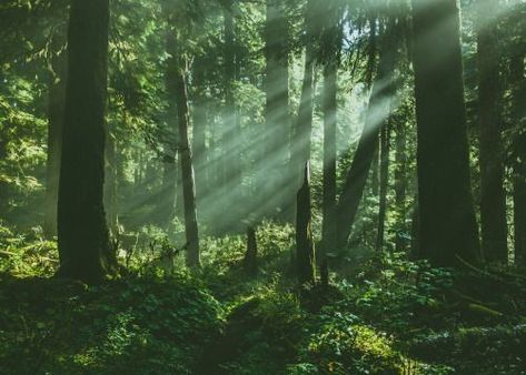 Forest Grove, The Rainforest, Green Forest, Forest Fairy, Laptop Wallpaper, Dark Forest, Nature Aesthetic, Pretty Places, Green Aesthetic