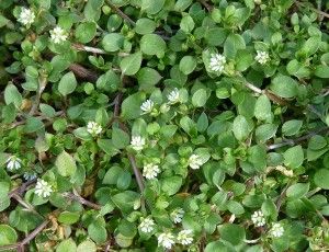 Eat the weeds Newsletter March 2012   chickweed, herbal conference, and florida plants-tips for identifying...etc... Lawn Weeds, Medicinal Weeds, Wild Foraging, Florida Plants, Edible Wild Plants, Crabapple Tree, Daffodil Bulbs, Spring Salad, Wild Edibles