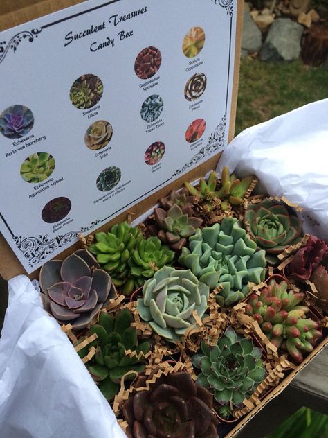 Packaging Plants For Shipping, Succulent Packaging Ideas, Terrarium Kit Gift, Succulent Doorgift, Succulent Favors, نباتات منزلية, Plants Are Friends, Succulent Gifts, Succulents Indoor