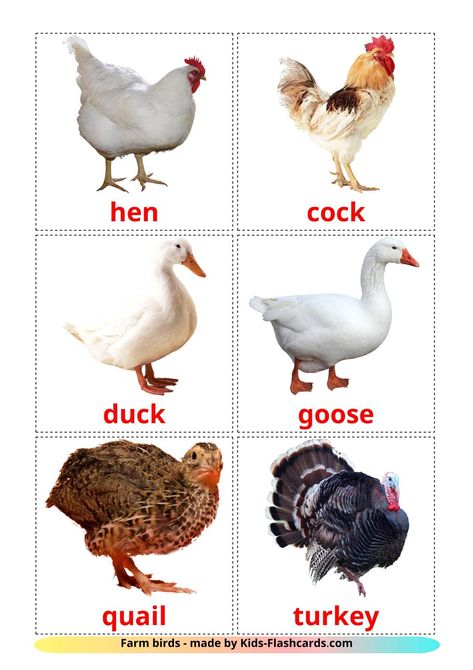 Farm birds - 11 Free Printable english Flashcards Printable Animal Pictures, Farm Animals Pictures, English Flashcards, Farm Animals Preschool, Animal Pictures For Kids, Birds Pictures, Animal Lessons, Farm Animal Crafts, Montessori Lessons