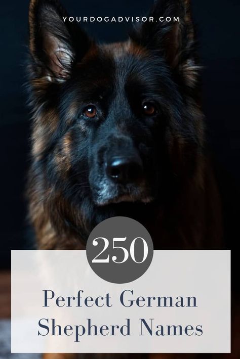 Names For German Shepherd Dogs, German Shepherd Names Male, German Dog Names, Big Dog Names, German Shepherd Facts, Baby German Shepherds, Dog Names Unique, German Shepherd Names, Female German Shepherd