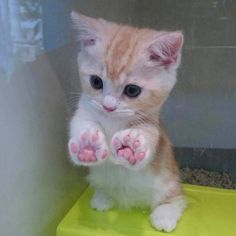 And this tiny kitten with perfect paws. Kitten Paws, Tiny Kitten, Great Cat, Cat Pictures, Baby Kittens, Cute Cats And Kittens, Cute Animal Pictures, Cat Care, Cute Creatures