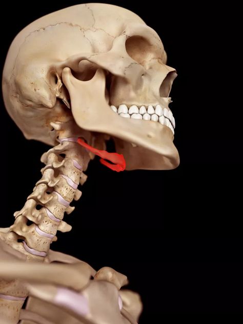 The Hyoid Bone: Anatomy, Function, and Conditions Hyoid Bone, Human Skull Anatomy, Skull Anatomy, Anatomy Bones, Head Anatomy, Skull Reference, Skeleton Anatomy, Anatomy Practice, Body Study