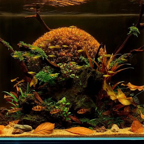 "You Can't Keep Plants in Blackwater", Right? Maybe? Um... - Tannin Aquatics Blackwater Aquarium, Biotope Aquarium, Diy Fish Tank, Rare Fish, Aquatic Ecosystem, Betta Tank, Aquascape Aquarium, Forest Plants, Floating Plants