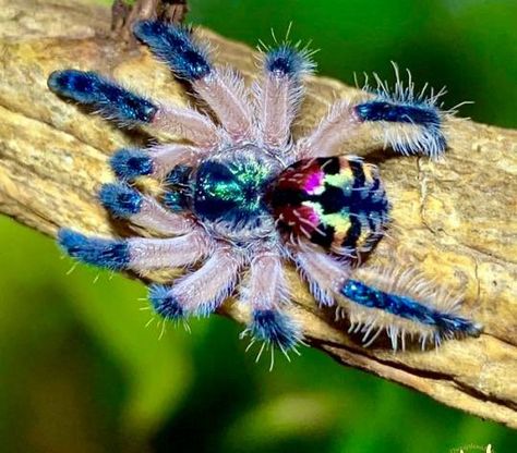 Jewel Tarantula, Cool Spiders, Pretty Spiders, Unique Spiders, Pet Tarantula, Spider Species, Pet Spider, Cool Insects, Cool Bugs