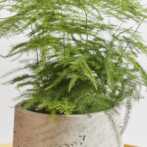 Low-Maintenance Indoor Plants Plant Interiors, Fern Seeds, Pancake Plant, Plants Bathroom, Deco Accessories, Plant Indoor, Boston Fern, Asparagus Fern, Money Plant