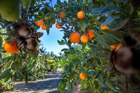 Tree Grove, Types Of Oranges, Mandarin Tree, California Backyard, Orange Grove, Tree Nursery, Fast Growing Trees, Citrus Trees, Ground Cover Plants