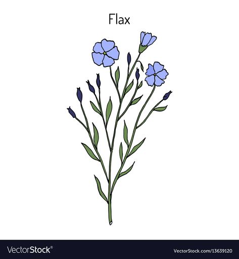 Colorful Illustration Art, Doodle Colorful, Vector Doodle, Flax Flowers, Flax Plant, Colorful Illustration, Organic Cosmetics, Plant Art, Flower Illustration