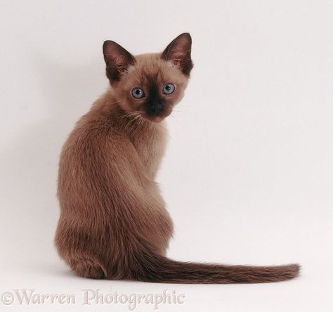 Photograph of Tonkinese kitten, 8 weeks old, looking over its shoulder. Rights managed white background image. Tonkinese Kittens, Domestic Shorthair Cat, Looking Over Shoulder, Tonkinese, Shorthair Cat, Domestic Shorthair, Warrior Cats, 8 Weeks, Background Images