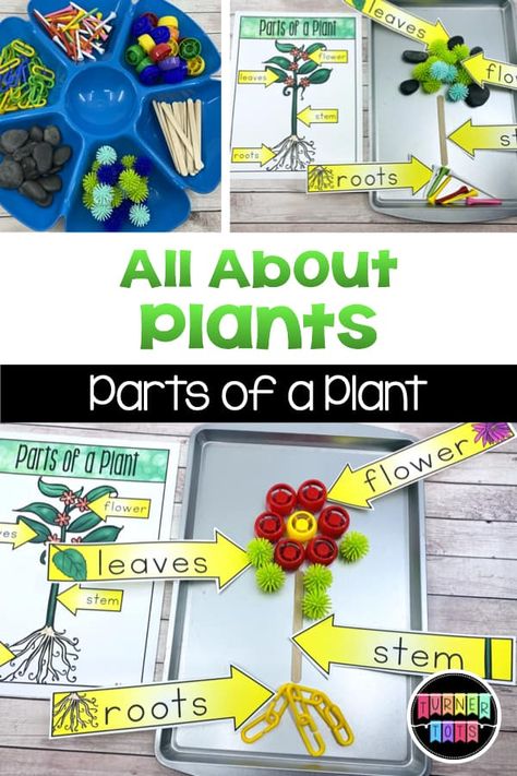 Learning About Gardening Preschool, Prek Garden Activities, Plants Stem Activities, Plant Life Cycle Preschool, C4l Curriculum, Parts Of A Plant Preschool, Plant Science Activities, Garden Preschool Theme, Plants Preschool