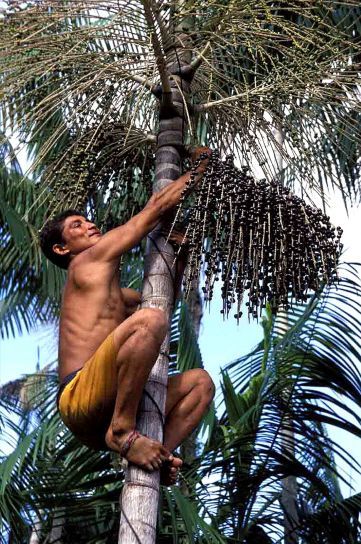 Free picture: farmer, climbs, acai, tree, pick, berries, pulp, tropical, fruits Acai Tree, Poland Food, Right Here Right Now, Fruit Picking, Guatemala Travel, Berry Fruit, Fruit Tree, Melaka, Acai Berry