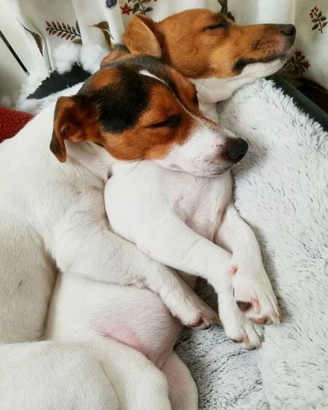 20 Reasons To Never Adopt A Jack Russell - The Paws Chien Jack Russel, Jack Russell Terrier Puppies, Jack Russell Dogs, Jack Russells, Jack Russel, Bull Terrier Dog, Two Dogs, Russell Terrier, Jack Russell Terrier