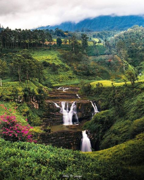 Lost in the symphony of St. Clair's Falls, where each drop whispers tales of tranquility and the lush greenery frames nature's masterpiece. A breathtaking cascade of serenity tucked away in the heart of Sri Lanka 🌊🌿 #StClairs #NatureWonder #SriLanka #DiscoverSriLanka #ExploreSriLanka #SriLanka #NatureLovers #Nature #NatureLover #TravelWithUs #SriLankaBeauty #SriLankaTravel #greenholiday Nuwara Eliya, St Claire, Ceylon Tea, Sri Lanka Travel, Nature Lover, Sri Lanka, Lush, Paradise, Wonder