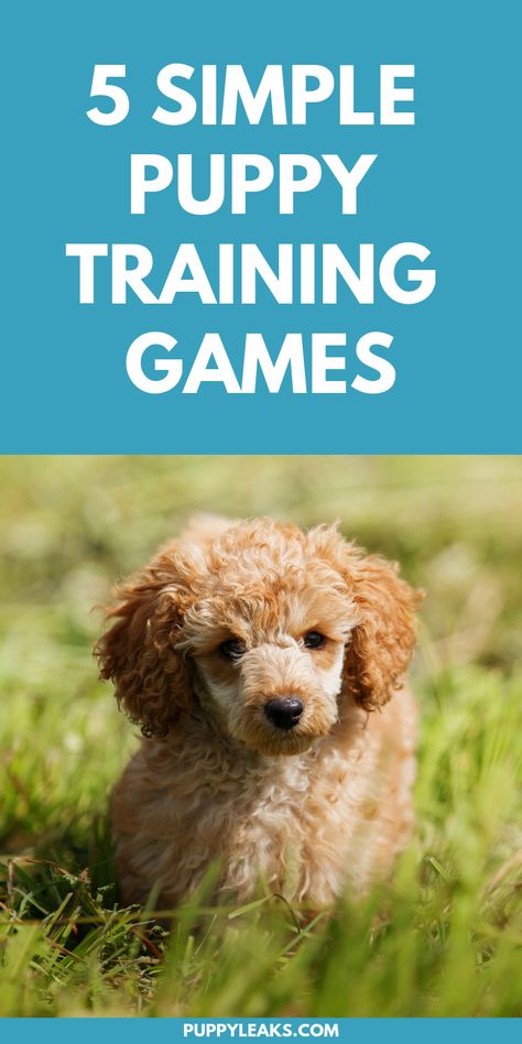 Games For Puppies, Puppy Games, Basic Manners, Canine Enrichment, Puppy Things, Fun Games To Play, Background Grey, Puppy Time, Puppies Tips