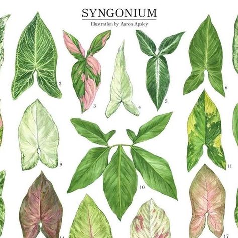 Rare Syngonium, Arrowhead Vine, Syngonium Podophyllum, Room Plants, Arrowhead Plant, Batik Design, Plant Art, Vaulting, Double Tap